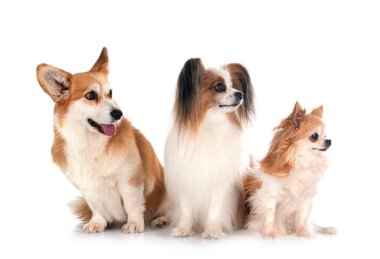 Beyaz arka planda Pembroke Galsh Corgi, papillon köpek ve chihuahua