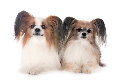 Beyaz arkaplan önünde papillon köpekler