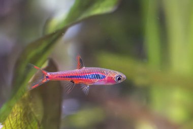 Akvaryum arka planında Boraras brigittae