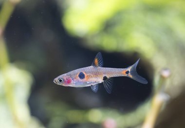 Akvaryum arka planında Boraras maculatus