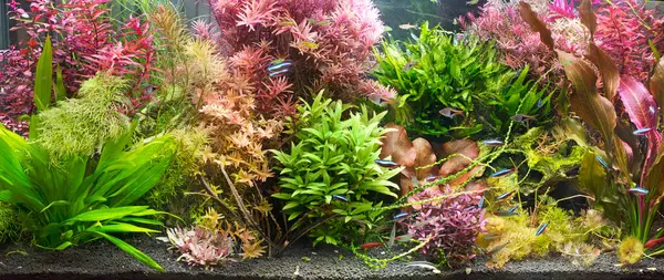 Bir sürü bitkisi olan bir akvaryumun fotoğrafı