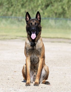 Genç Belçikalı çoban köpeği doğada güvenlik eğitimi alıyor.
