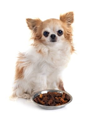 Beyaz arka planda küçük bir chihuahua