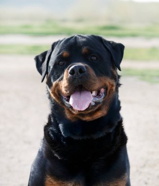 Genç Rottweiler koruma sporu ve polis eğitimi alıyor.