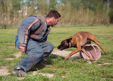 Genç Belçikalı çoban köpeği doğada güvenlik eğitimi alıyor.