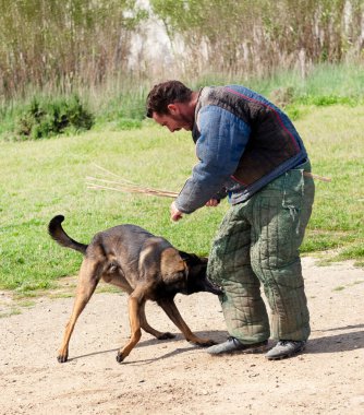 Genç Belçikalı çoban köpeği doğada güvenlik eğitimi alıyor.