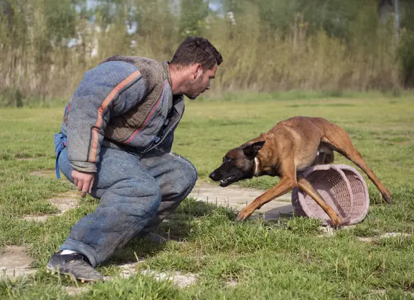 Genç Belçikalı çoban köpeği doğada güvenlik eğitimi alıyor.