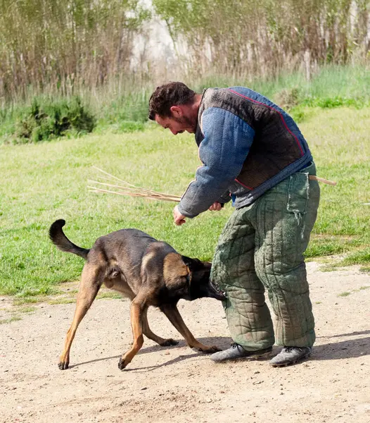 Genç Belçikalı çoban köpeği doğada güvenlik eğitimi alıyor.