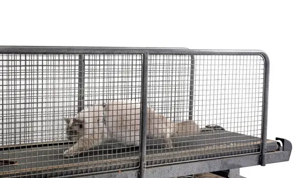 Beyaz arkaplan önünde Sibirya kedisi