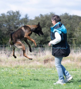 Malinois doğada itaat disiplini eğitimi alıyor.