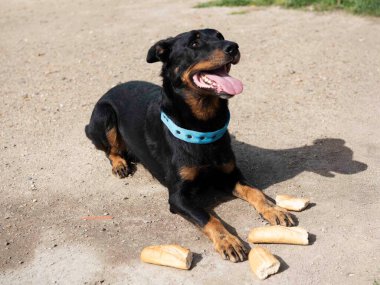 Beauce 'den gelen çoban köpeği güvenlik eğitimi alıyor.
