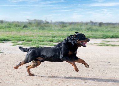 Genç Rottweiler koruma sporu ve polis eğitimi alıyor.