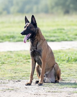 Genç Belçikalı çoban köpeği doğada güvenlik eğitimi alıyor.