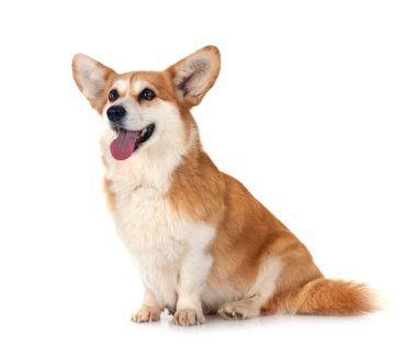Beyaz arkaplan önünde Pembroke Galsh Corgi