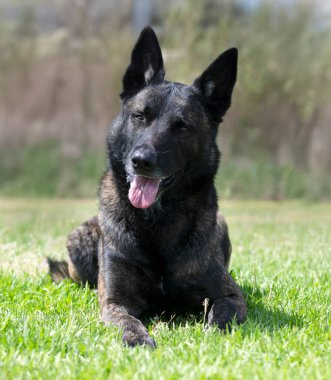 Doğa arkaplanının önünde Hollandalı Çoban