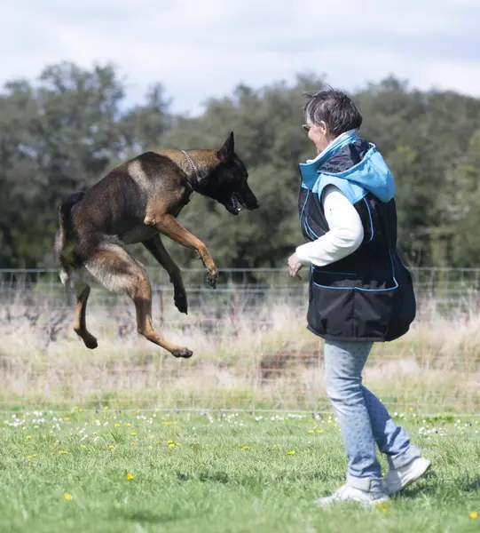 Malinois doğada itaat disiplini eğitimi alıyor.