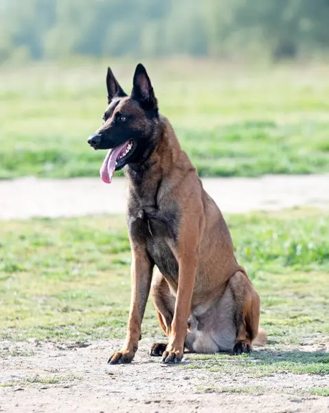 Genç Belçikalı çoban köpeği doğada güvenlik eğitimi alıyor.