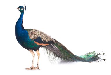 Beyaz arkaplan önünde erkek tavus kuşu