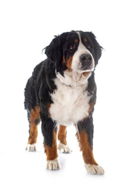 Bernese dağ köpeği beyaz arka plan önünde