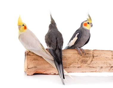 Beyaz arka plan önünde genç petsupplies