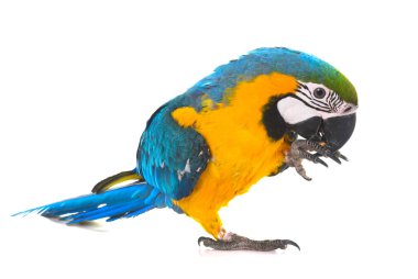 Beyaz arka plan önünde mavi-sarı ara