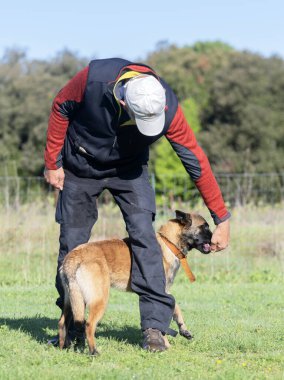 Malinois doğada itaat disiplini eğitimi alıyor.