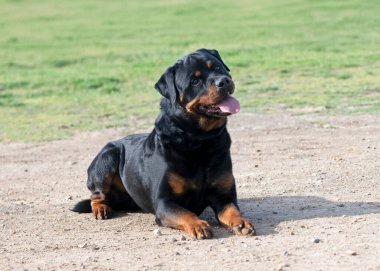 Genç Rottweiler koruma sporu ve polis eğitimi alıyor.