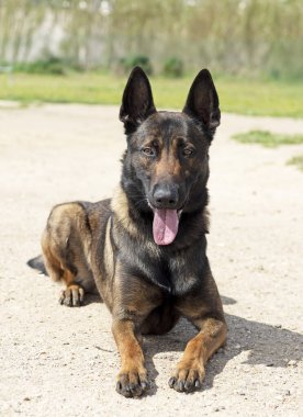 Genç Belçikalı çoban köpeği doğada güvenlik eğitimi alıyor.