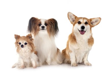 Beyaz arka planda Pembroke Galsh Corgi, papillon köpek ve chihuahua