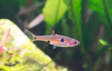 Akvaryum arka planında Boraras maculatus