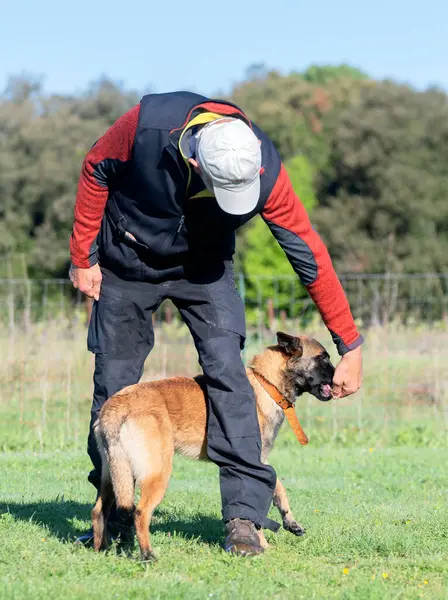 Malinois doğada itaat disiplini eğitimi alıyor.