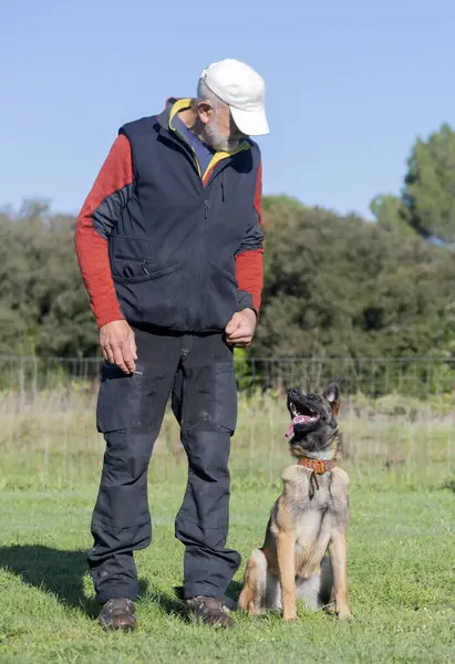 Malinois doğada itaat disiplini eğitimi alıyor.