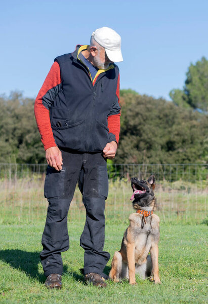 malinois  training  for obedience discipline in the nature