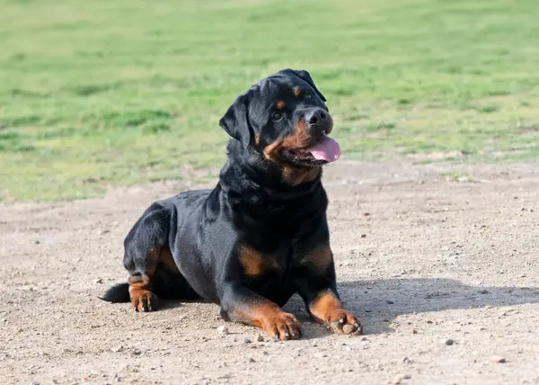 Genç Rottweiler koruma sporu ve polis eğitimi alıyor.