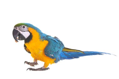 Beyaz arka plan önünde mavi-sarı ara