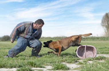 Genç Belçikalı çoban köpeği doğada güvenlik eğitimi alıyor.