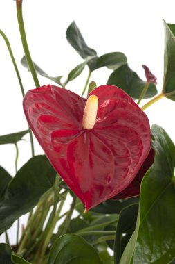 Beyaz arkaplan önünde Anthurium andraeanum