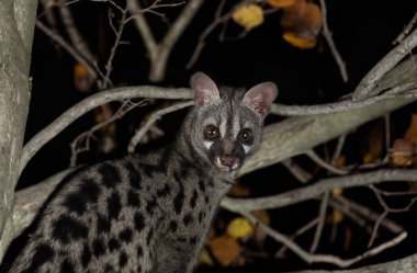 Siyah arkaplan önünde ortak genet