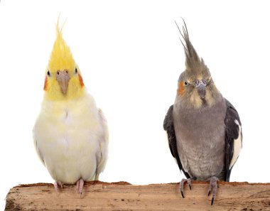 Beyaz arka plan önünde genç petsupplies