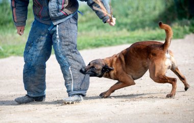 Genç Belçikalı çoban köpeği doğada güvenlik eğitimi alıyor.