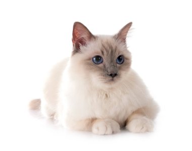 Birman Cat beyaz arkaplanının önünde