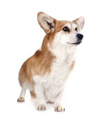Beyaz arkaplan önünde Pembroke Galsh Corgi