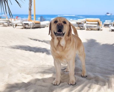 Yetişkin Labrador Retriever yazın plajda