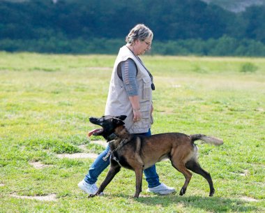 Genç Belçikalı çoban köpeği doğada güvenlik eğitimi alıyor.