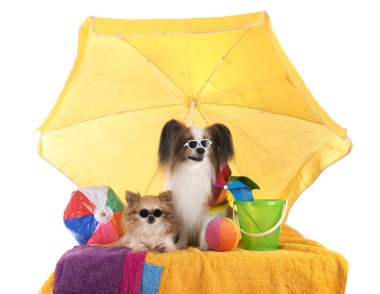 Papillon köpek ve beyaz arka plan önünde chihuahua