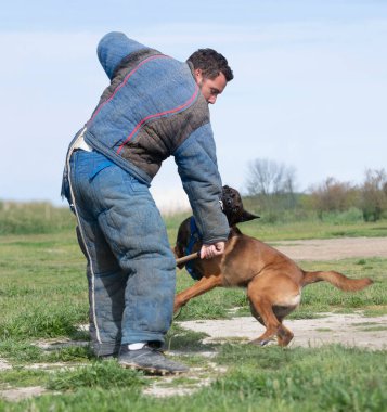 Genç Belçikalı çoban köpeği doğada güvenlik eğitimi alıyor.