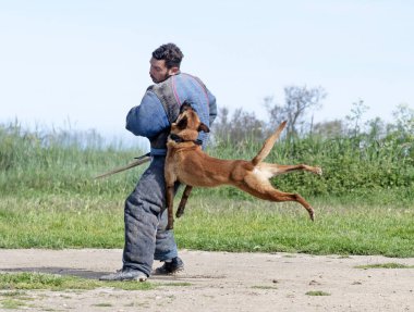 Genç Belçikalı çoban köpeği doğada güvenlik eğitimi alıyor.