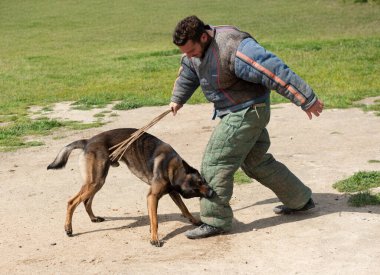 Genç Belçikalı çoban köpeği doğada güvenlik eğitimi alıyor.