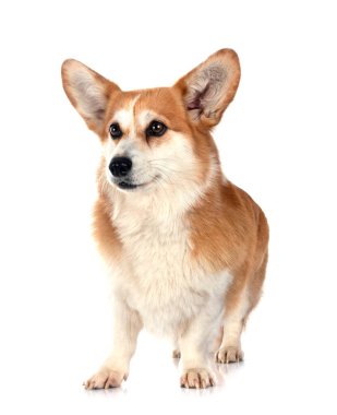 Beyaz arkaplan önünde Pembroke Galsh Corgi