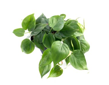 green pothos in front of white background